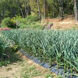 팜모닝 기타작물·영농일지 게시글 이미지