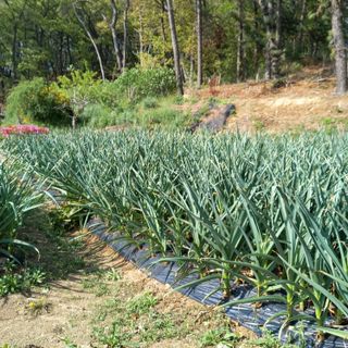 이장우님의 기타작물 · 영농일지 작성글 사진