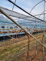 팜모닝 기타작물·영농일지 게시글 이미지