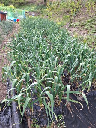 박정미님의 기타작물 · 영농일지 작성글 사진