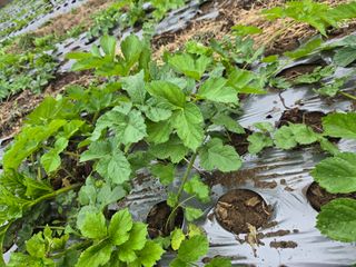 서동일님의 기타작물 · 영농일지 작성글 사진