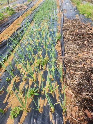 현모양처(양현모)님의 파 · 영농일지 작성글 사진