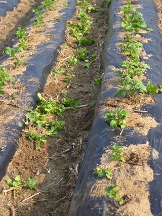 김재일님의 감자 · 영농일지 작성글 사진