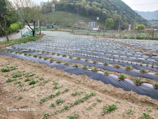 정창훈님의 기타작물 · 영농일지 작성글 사진