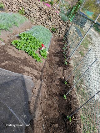 이세순님의 기타작물 · 영농일지 작성글 사진