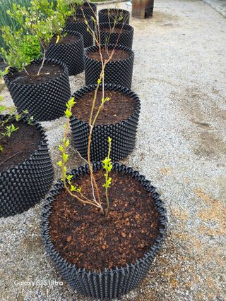 나선기님의 기타작물 · 영농일지 작성글 사진