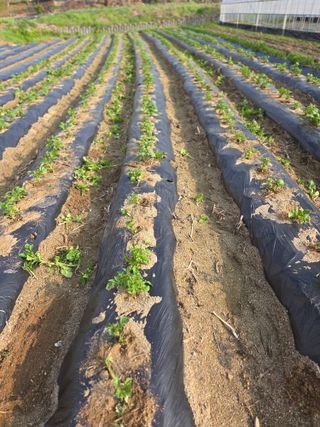 김재일님의 감자 · 영농일지 작성글 사진