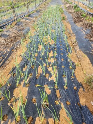 현모양처(양현모)님의 파 · 영농일지 작성글 사진