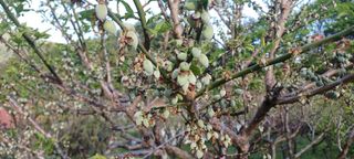 자두17509님의 기타작물 · 영농일지 작성글 사진