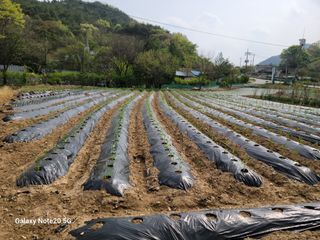 정창훈님의 기타작물 · 영농일지 작성글 사진