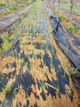 현모양처(양현모)님의 파 · 영농일지 작성글 사진