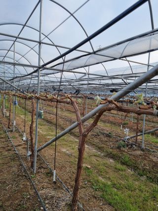 일등병님의 기타작물 · 영농일지 작성글 사진