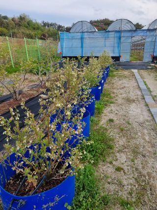 일등병님의 기타작물 · 영농일지 작성글 사진