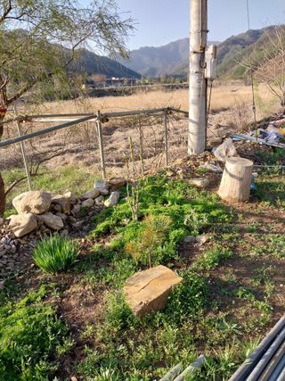 나사흠님의 기타작물 · 영농일지 작성글 사진