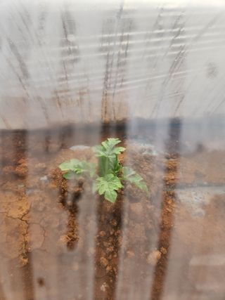 김저팔계님의 기타작물 · 영농일지 작성글 사진