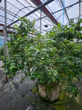 제주 지안이네농장님의 기타작물 · 영농일지 작성글 사진