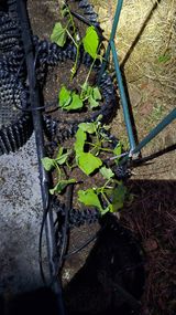 팜모닝 기타작물·영농일지 게시글 이미지