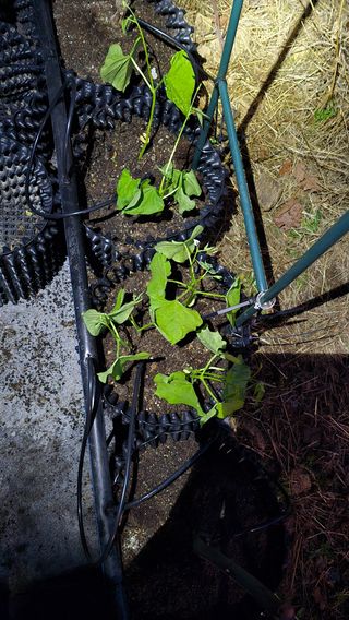 신승우님의 기타작물 · 영농일지 작성글 사진