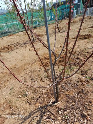 최진오님의 기타작물 · 영농일지 작성글 사진