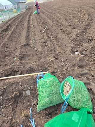 서동일님의 기타작물 · 영농일지 작성글 사진