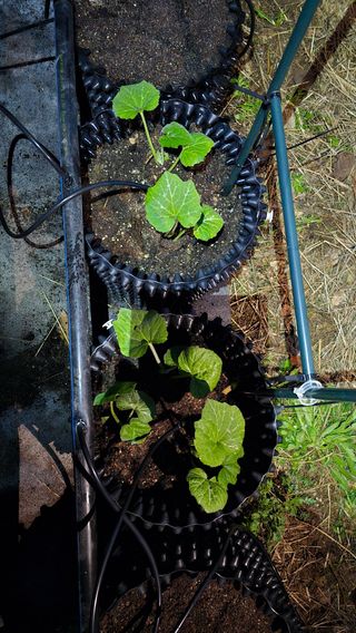 신승우님의 기타작물 · 영농일지 작성글 사진