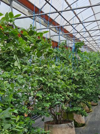 제주 지안이네농장님의 기타작물 · 영농일지 작성글 사진