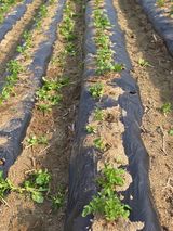 팜모닝 감자·영농일지 게시글 이미지