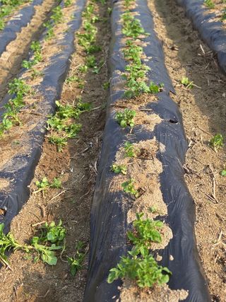 김재일님의 감자 · 영농일지 작성글 사진