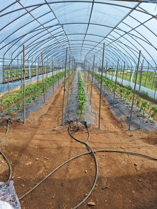 마늘25328님의 기타작물 · 영농일지 작성글 사진