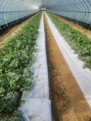 김저팔계님의 기타작물 · 영농일지 작성글 사진