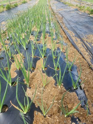 현모양처(양현모)님의 파 · 영농일지 작성글 사진