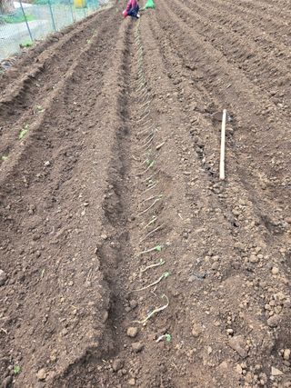 서동일님의 기타작물 · 영농일지 작성글 사진