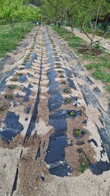 팜모닝 기타작물·영농일지 게시글 이미지