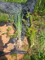 팜모닝 고추·영농일지 게시글 이미지