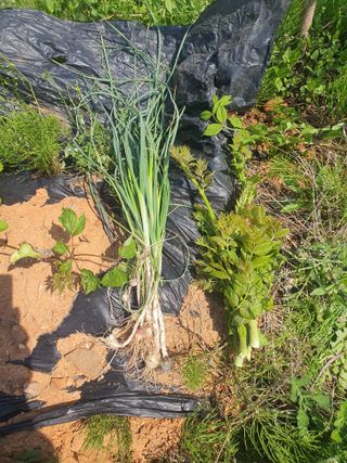 건강한 먹거리 추구님의 고추 · 영농일지 작성글 사진