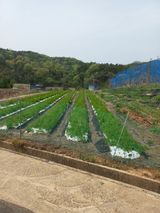 팜모닝 기타작물·영농일지 게시글 이미지