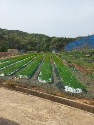 자연그대로님의 기타작물 · 영농일지 작성글 사진