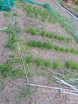 이말분님의 두릅 · 영농일지 작성글 사진