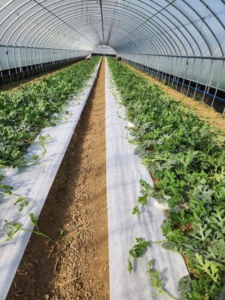 김저팔계님의 기타작물 · 영농일지 작성글 사진