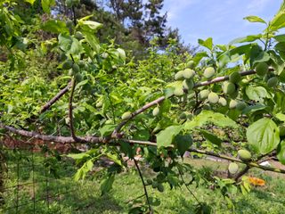 산중과실님의 기타작물 · 영농일지 작성글 사진