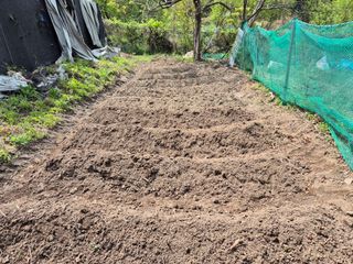 진문거사님의 기타작물 · 영농일지 작성글 사진