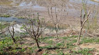 권혁렬님의 기타작물 · 영농일지 작성글 사진