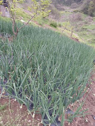 박지성 님의 기타작물 · 영농일지 작성글 사진