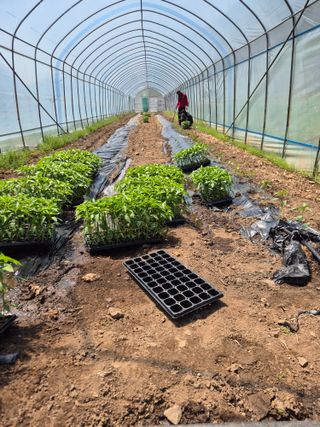 왕자농원님의 기타작물 · 영농일지 작성글 사진