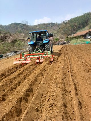 오영님의 기타작물 · 영농일지 작성글 사진