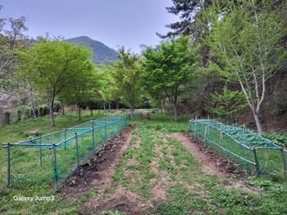 이효순님의 고추 · 영농일지 작성글 사진