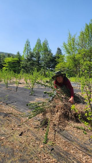 정헌경님의 기타작물 · 영농일지 작성글 사진