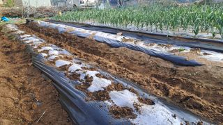 서은숙님의 고추 · 영농일지 작성글 사진