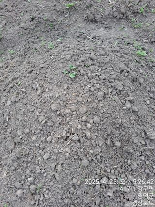 이말분님의 두릅 · 영농일지 작성글 사진