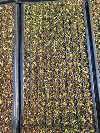 이상욱님의 참깨 · 영농일지 작성글 사진